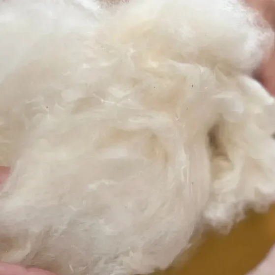 TERASUN cotton