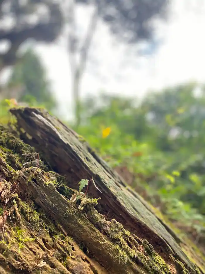 woods